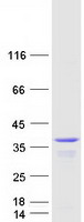 DNAJC9 Protein - Purified recombinant protein DNAJC9 was analyzed by SDS-PAGE gel and Coomassie Blue Staining