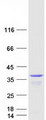 DNAJC9 Protein - Purified recombinant protein DNAJC9 was analyzed by SDS-PAGE gel and Coomassie Blue Staining