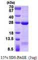 DNAL1 Protein