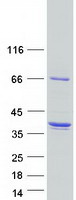 DNALI1 Protein - Purified recombinant protein DNALI1 was analyzed by SDS-PAGE gel and Coomassie Blue Staining
