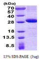 DNAM-1 / CD226 Protein