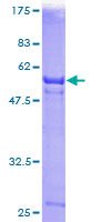 DNASE1L1 Protein - 12.5% SDS-PAGE of human DNASE1L1 stained with Coomassie Blue