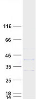 DNASE1L1 Protein - Purified recombinant protein DNASE1L1 was analyzed by SDS-PAGE gel and Coomassie Blue Staining