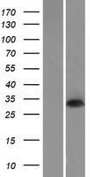DNASE1L2 Protein - Western validation with an anti-DDK antibody * L: Control HEK293 lysate R: Over-expression lysate