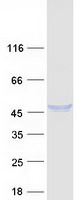 DNASE2 / DNase II Protein - Purified recombinant protein DNASE2 was analyzed by SDS-PAGE gel and Coomassie Blue Staining