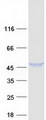 DNASE2 / DNase II Protein - Purified recombinant protein DNASE2 was analyzed by SDS-PAGE gel and Coomassie Blue Staining