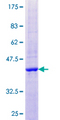 DNASE2B Protein - 12.5% SDS-PAGE of human DNASE2B stained with Coomassie Blue