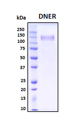 DNER / BET Protein - SDS-PAGE under reducing conditions and visualized by Coomassie blue staining