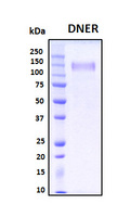 DNER / BET Protein - SDS-PAGE under reducing conditions and visualized by Coomassie blue staining