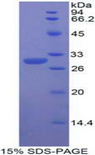 DNER / BET Protein - Recombinant Delta/Notch Like EGF Repeat Containing Protein By SDS-PAGE