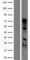 DNM1L / DRP1 Protein - Western validation with an anti-DDK antibody * L: Control HEK293 lysate R: Over-expression lysate