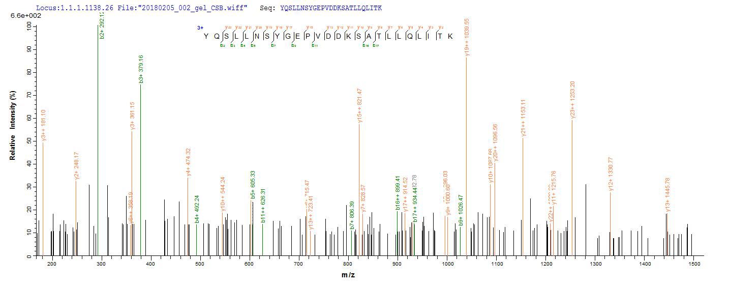 DNM1L / DRP1 Protein - Based on the SEQUEST from database of E.coli host and target protein, the LC-MS/MS Analysis result of Recombinant Human Dynamin-1-like protein(DNM1L) could indicate that this peptide derived from E.coli-expressed Homo sapiens (Human) DNM1L.