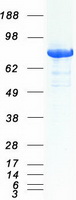 DNM1L / DRP1 Protein - Purified recombinant protein DNM1L was analyzed by SDS-PAGE gel and Coomassie Blue Staining
