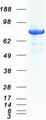 DNM1L / DRP1 Protein - Purified recombinant protein DNM1L was analyzed by SDS-PAGE gel and Coomassie Blue Staining