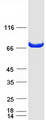 DNM1L / DRP1 Protein - Purified recombinant protein DNM1L was analyzed by SDS-PAGE gel and Coomassie Blue Staining