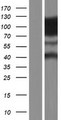 DNM2 / Dynamin-2 Protein - Western validation with an anti-DDK antibody * L: Control HEK293 lysate R: Over-expression lysate