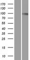 DNM2 / Dynamin-2 Protein - Western validation with an anti-DDK antibody * L: Control HEK293 lysate R: Over-expression lysate