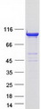 DNM2 / Dynamin-2 Protein - Purified recombinant protein DNM2 was analyzed by SDS-PAGE gel and Coomassie Blue Staining