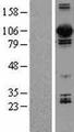 DNM3 / Dynamin 3 Protein - Western validation with an anti-DDK antibody * L: Control HEK293 lysate R: Over-expression lysate