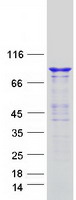 DNM3 / Dynamin 3 Protein - Purified recombinant protein DNM3 was analyzed by SDS-PAGE gel and Coomassie Blue Staining