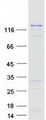 DNMT3A Protein - Purified recombinant protein DNMT3A was analyzed by SDS-PAGE gel and Coomassie Blue Staining