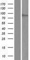 DNMT3B Protein - Western validation with an anti-DDK antibody * L: Control HEK293 lysate R: Over-expression lysate