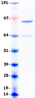 DNMT3B Protein - Purified recombinant protein DNMT3B was analyzed by SDS-PAGE gel and Coomassie Blue Staining
