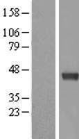 DNMT3L Protein - Western validation with an anti-DDK antibody * L: Control HEK293 lysate R: Over-expression lysate
