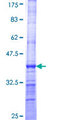 DNMT3L Protein - 12.5% SDS-PAGE Stained with Coomassie Blue.