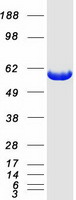 DNPEP Protein - Purified recombinant protein DNPEP was analyzed by SDS-PAGE gel and Coomassie Blue Staining