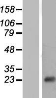 DNT / NT5C Protein - Western validation with an anti-DDK antibody * L: Control HEK293 lysate R: Over-expression lysate