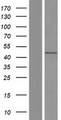 DNTNP / FAM53A Protein - Western validation with an anti-DDK antibody * L: Control HEK293 lysate R: Over-expression lysate
