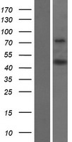 DOC2B Protein - Western validation with an anti-DDK antibody * L: Control HEK293 lysate R: Over-expression lysate