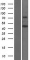 DOC2B Protein - Western validation with an anti-DDK antibody * L: Control HEK293 lysate R: Over-expression lysate