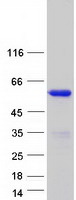 DOC2B Protein - Purified recombinant protein DOC2B was analyzed by SDS-PAGE gel and Coomassie Blue Staining