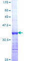 DOCK180 / DOCK1 Protein - 12.5% SDS-PAGE Stained with Coomassie Blue