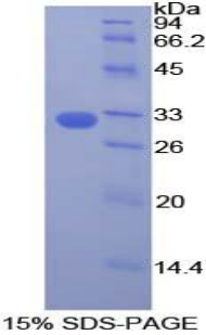 DOCK180 / DOCK1 Protein - Recombinant Dedicator Of Cytokinesis 1 By SDS-PAGE