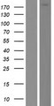 DOCK6 Protein - Western validation with an anti-DDK antibody * L: Control HEK293 lysate R: Over-expression lysate