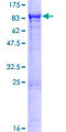 DOCK7 Protein - 12.5% SDS-PAGE of human DOCK7 stained with Coomassie Blue