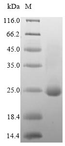 DOCK8 Protein - (Tris-Glycine gel) Discontinuous SDS-PAGE (reduced) with 5% enrichment gel and 15% separation gel.