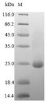 DOCK8 Protein - (Tris-Glycine gel) Discontinuous SDS-PAGE (reduced) with 5% enrichment gel and 15% separation gel.