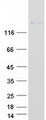 DOCK8 Protein - Purified recombinant protein DOCK8 was analyzed by SDS-PAGE gel and Coomassie Blue Staining