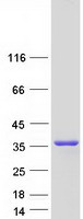 DOHH Protein - Purified recombinant protein DOHH was analyzed by SDS-PAGE gel and Coomassie Blue Staining