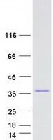 DOHH Protein - Purified recombinant protein DOHH was analyzed by SDS-PAGE gel and Coomassie Blue Staining