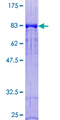 DOK1 Protein - 12.5% SDS-PAGE of human DOK1 stained with Coomassie Blue