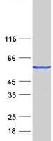 DOK2 Protein - Purified recombinant protein DOK2 was analyzed by SDS-PAGE gel and Coomassie Blue Staining