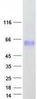 DOK3 Protein - Purified recombinant protein DOK3 was analyzed by SDS-PAGE gel and Coomassie Blue Staining