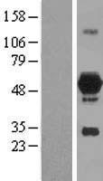 DOK7 Protein - Western validation with an anti-DDK antibody * L: Control HEK293 lysate R: Over-expression lysate