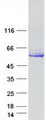 DOK7 Protein - Purified recombinant protein DOK7 was analyzed by SDS-PAGE gel and Coomassie Blue Staining