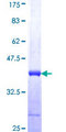 DOT1L / DOT1 Protein - 12.5% SDS-PAGE Stained with Coomassie Blue.